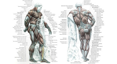 Анатомия мышц человека с расположением и названиями